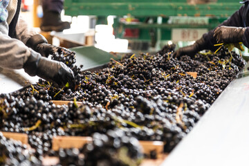 grape processing