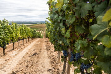 Fototapeta na wymiar vineyard at harvest time