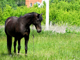 The black horse in the sun