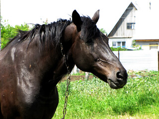 The black horse in the sun