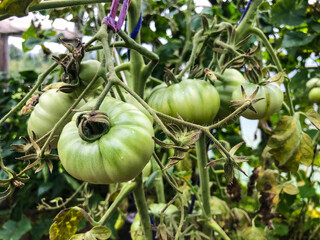 green and unripe tomatoes are hanging on the bush. large fruits of unripe vegetables. in the...