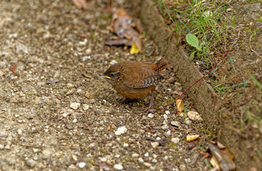 House Wren in an english forest