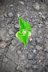 bean sprout. shooting from above. bean seedlings.