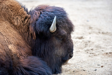 Schlafender Wisent Bulle