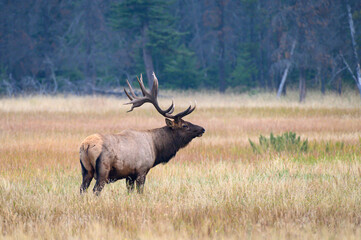 Naklejka na ściany i meble A large bull elk standing in a meadow