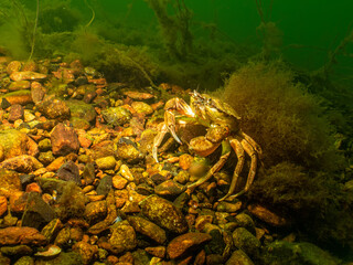 A closeup picture of a crab in a beautiful marine environment. Picture from Oresund, Malmo in southern Sweden.