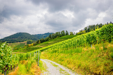Vignobles autour du ch&acirc;teau de Ortenberg en Allemagne