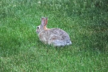 Rabbit sitting in grass outdoors.