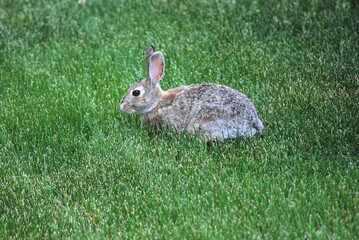 Rabbit sitting in grass outdoors.