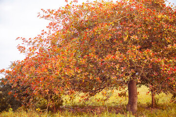 autumn in the park, primavera cajueiro, árvore setembro