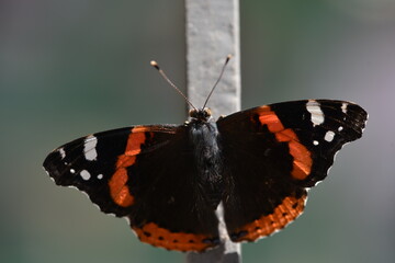 Black orange with white butterflies on a metal rod.