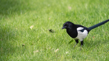 A Magpie searching for food