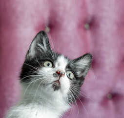 Fototapeta premium little kitten looking up while sitting on the couch