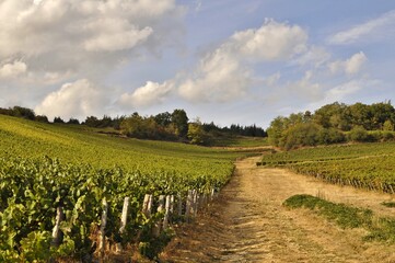 Fototapeta na wymiar Vignoble de Bourgogne.