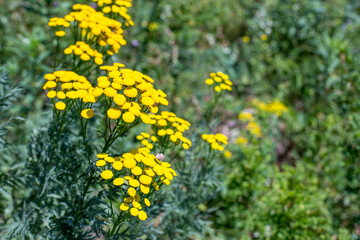 Yellow inflorescences of tansy. Medicinal plant tansy Tanacetum vulgare, bitter button in the field.