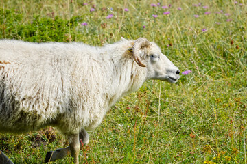Wild animals with broken horns- sheep portrait. Farmland View of a running Woolly Sheep in a Green Field