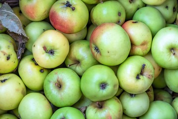 Green autumn apples close-up as a natural background.