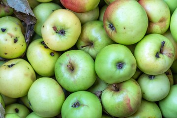 Autumn green apples as a natural background.