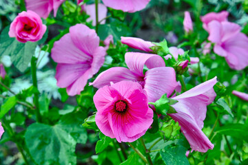 Obraz premium Expressive forms of tender Pink Bindweed in the garden in soft evening light