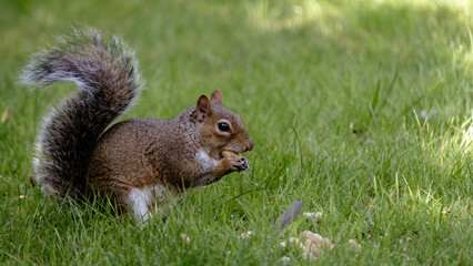 Naklejka na ściany i meble Squirrel eating nut on the grass