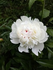 white and pink roses