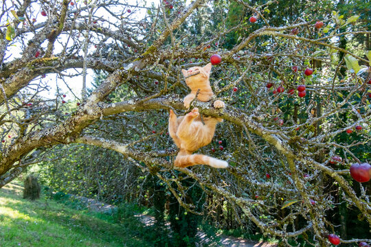 CAT IN THE APPLE TREE . KATZE IM APFELBAUM