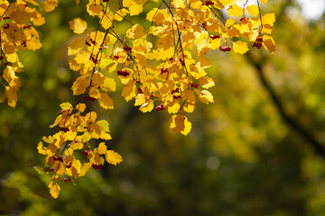 Real natural autumn backround: Hawthorn branches with yellow leaves and berries illuminated by sunlight on a beautiful autumn day