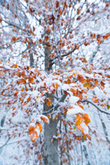 HAYA - BEECH (Fagus sylvatica), Snowy forest in autumn, Sierra Cebollera Natural Park, La Rioja, Spain, Europe