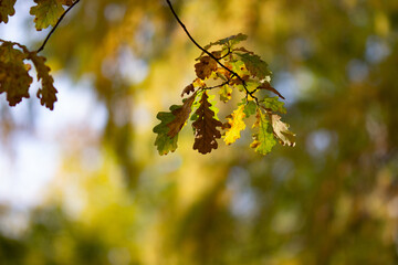 Real natural autumn backround: brunch with oak leaves on the sun light on a beautiful autumn day