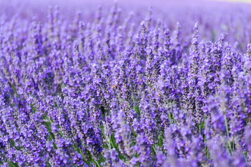 Beautiful lavender lavandula flowering plant purple field, sunlight soft focus, background copy space