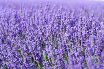 Obraz premium Beautiful lavender lavandula flowering plant purple field, sunlight soft focus, background copy space