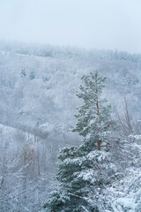 Snowy forest in autumn, Sierra Cebollera Natural Park, La Rioja, Spain, Europe
