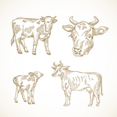 Cow, Bull and Calf Hand Drawn Vector Illustrations Set. Abstract Domestic Animals Sketch Bundle. Doodle Style Drawings Collection. © createvil