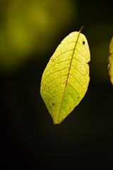Yellow autumn leaves iluminated by sunlight on dark backround. Magic of lights and shadows. Fall postcard