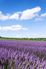 Fototapeta premium Beautiful lavender lavandula flowering plant purple field, sunlight soft focus, background copy space
