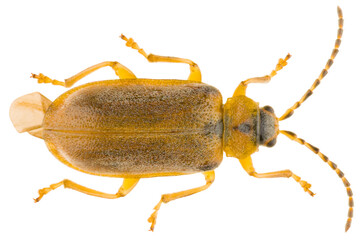 Leaf beetle Galerucella lineola is a species of leaf beetle in the family Chrysomelidae. Dorsal...