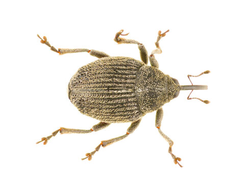 Ceutorhynchus coarctatus is a genus of true weevils in the tribe Ceutorhynchini of the family Curculionidae. Dorsal view of isolated weevil on white background.