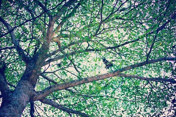 Beautiful the root of the tree 