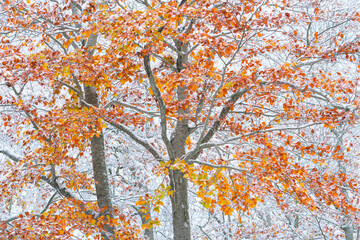 Snowy forest in autumn, Sierra Cebollera Natural Park, La Rioja, Spain, Europe