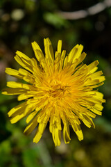 Fiore giallo