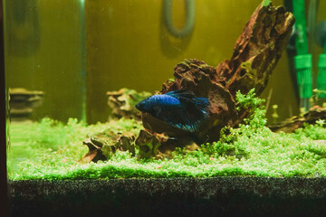 Siamese fighting fish (Betta Splendens) in an aquarium