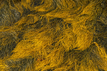 Rockweed: important seaweed in the intertidal habitat along Maine’s rocky coastlines
