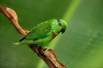 Salvadori's fig parrot, Psittaculirostris salvadorii. Parrot native northern part of the Papua province in Indonesia. Green parrot, male with red breast in rain forest environment.