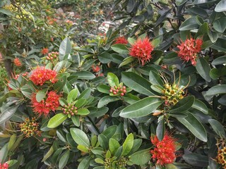 Tree filled with exotic red Golden Penda flowers (Xanthostemon chrysanthus) 