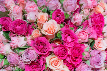 Obraz na płótnie Canvas Beautiful pink roses. Natural flower background. Texture of delicate petals.