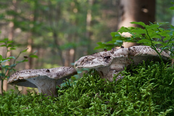 Edible mushroom Sarcodon imbricatus in the spruce forest. Known as shingled hedgehog. Two wild mushrooms growing in the moss, forest in the background.