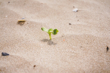 Little green sprout growing in the beach