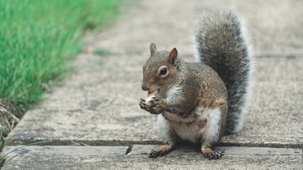 A squirrel eating monkey nut