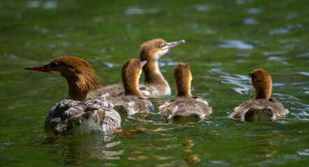 Merganser Family 