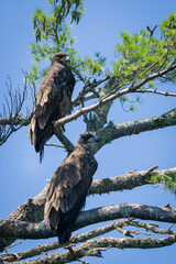 young bald eagles